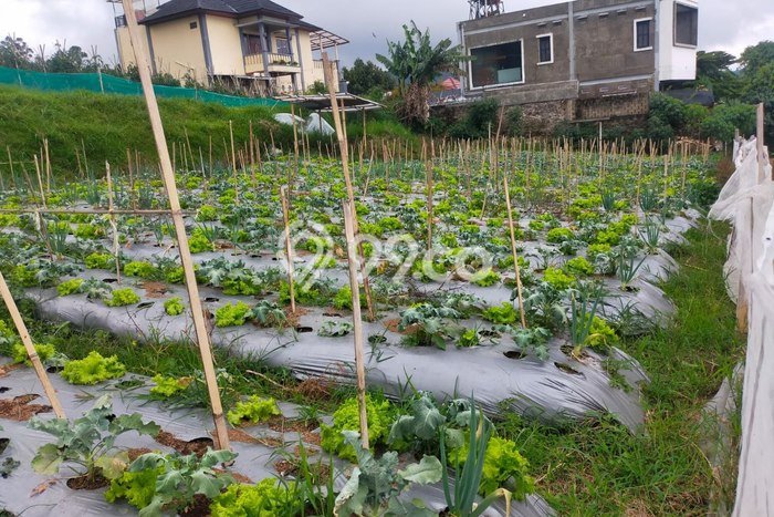 Lahan Investasi Lokasi Lembang Bandung Barat SHM Lahan Investasi Lokasi Lembang Bandung Barat SHM