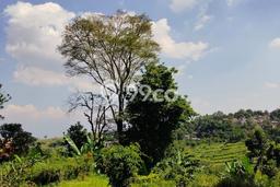 Tanah Siap Bangun Dijual di Bandung Punya Luas 1150m2 Tanah Siap Bangun Dijual di Bandung Punya Luas 1150m2