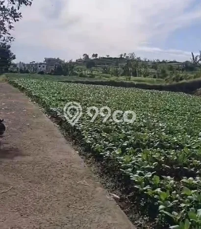 Tanah Kavling Dijual di Bogor dengan Spesifikasi 1200m2 Tanah Kavling Dijual di Bogor dengan Spesifikasi 1200m2