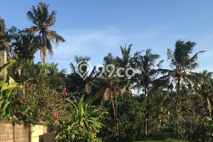 Rumah Minimalis 3 KT di Saba Gianyar Full Furnished Rumah Minimalis 3 KT di Saba Gianyar Full Furnished