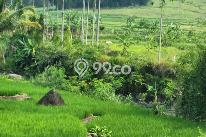 Jarang Ada! Tanah di Sukamakmur Punya Luas 20000m2 AJB Jarang Ada! Tanah di Sukamakmur Punya Luas 20000m2 AJB