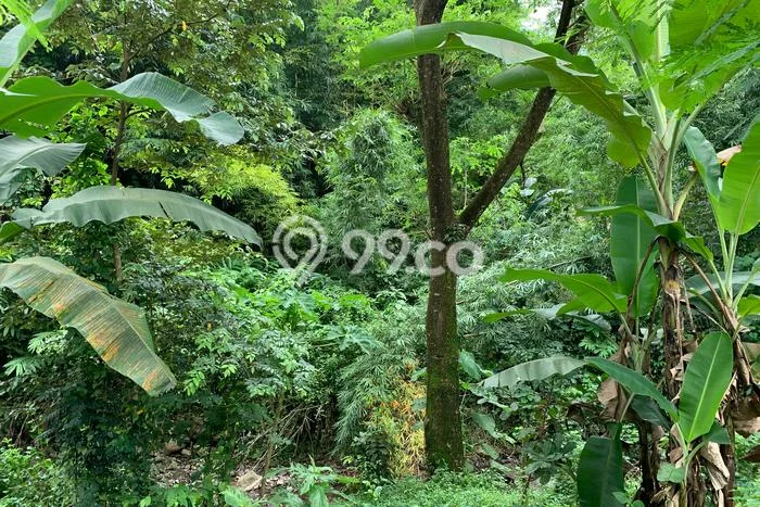 Kavling Tanah untuk Dijual di Senggigi, Lombok Barat, Luas 12737m2 Kavling Tanah untuk Dijual di Senggigi, Lombok Barat, Luas 12737m2