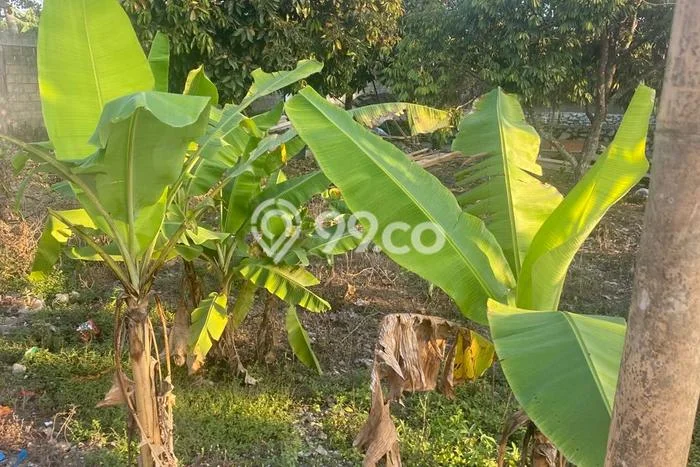 Tanah Kosong Dijual di Lombok Barat dengan Area 4182m2 Tanah Kosong Dijual di Lombok Barat dengan Area 4182m2