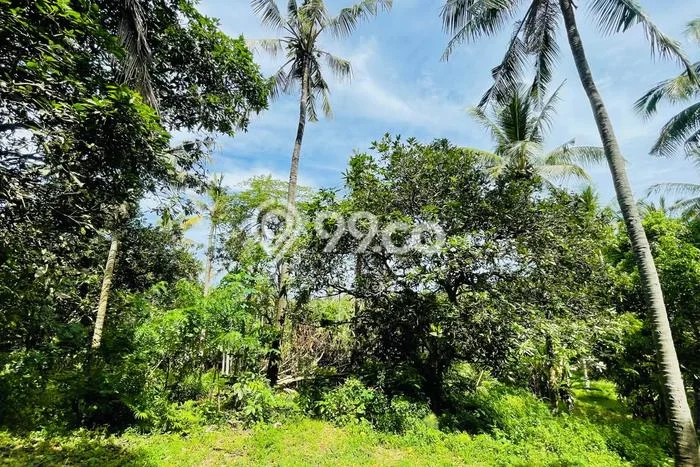 Tanah Kavling Dijual di Senggigi, Lombok Barat dengan Luas Tanah 2500m2 Tanah Kavling Dijual di Senggigi, Lombok Barat dengan Luas Tanah 2500m2
