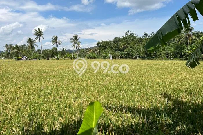 Tanah Kavling di Labu Api Dijual dengan Luas 1000m2 Tanah Kavling di Labu Api Dijual dengan Luas 1000m2