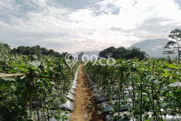 Tanah untuk Dijual di Sukaraja Sukabumi Luas 53000m2 Tanah untuk Dijual di Sukaraja Sukabumi Luas 53000m2