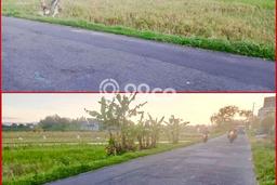 Kavling Tanah di Kalasan Dijual Luas 1400m2 Legalitas SHM Kavling Tanah di Kalasan Dijual Luas 1400m2 Legalitas SHM