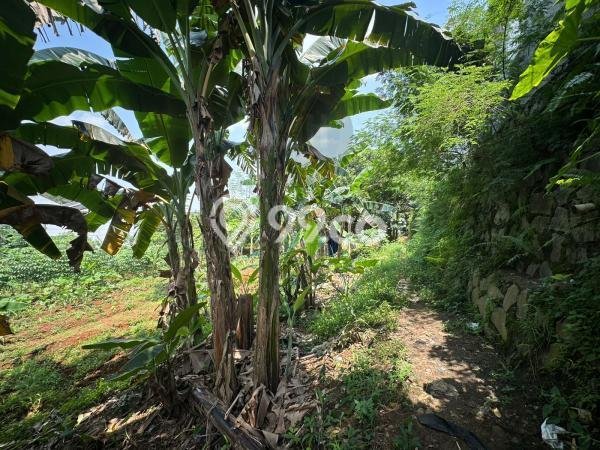Tanah Siap Bangun Dijual di Depok Punya Luas 556m2 Tanah Siap Bangun Dijual di Depok Punya Luas 556m2
