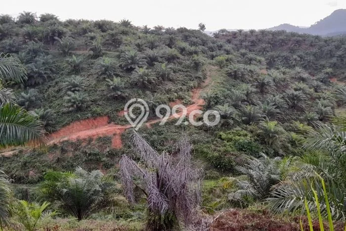 Kavling Tanah Dijual di Bunut Pelalawan Spesifikasi 2.63e+06m2 Kavling Tanah Dijual di Bunut Pelalawan Spesifikasi 2.63e+06m2