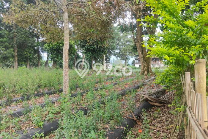 Jarang Ada! Tanah di Lembang Punya Luas 1518m2 SHM Jarang Ada! Tanah di Lembang Punya Luas 1518m2 SHM