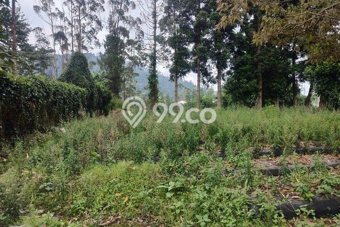 Jarang Ada! Tanah di Lembang Punya Luas 1518m2 SHM Jarang Ada! Tanah di Lembang Punya Luas 1518m2 SHM