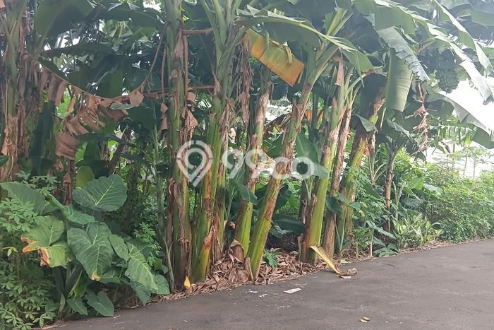Tanah Kavling Dijual di Bintaro, Jakarta Selatan dengan Luas Tanah 300m2 Tanah Kavling Dijual di Bintaro, Jakarta Selatan dengan Luas Tanah 300m2