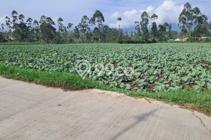 Lahan untuk Dijual Lokasi Pangalengan, Bandung Luas 35000m2 SHM Lahan untuk Dijual Lokasi Pangalengan, Bandung Luas 35000m2 SHM