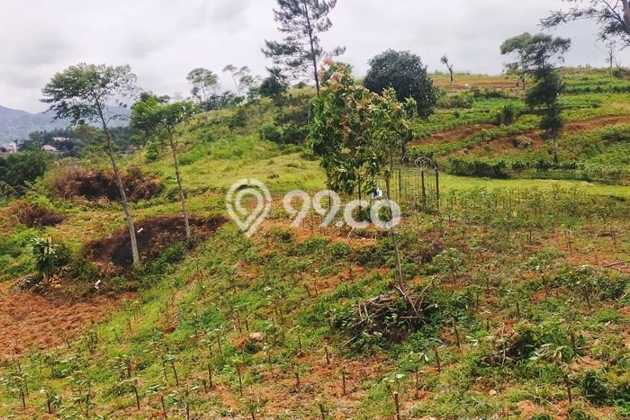Tanah Dijual di Bogor Seluas 9987m2 Strategis Tanah Dijual di Bogor Seluas 9987m2 Strategis
