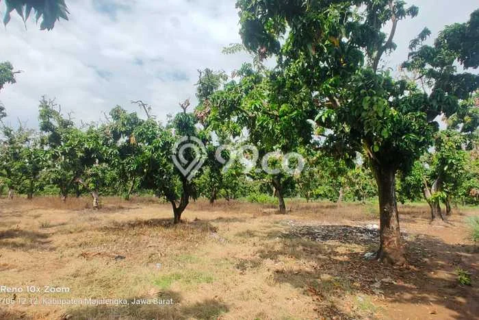 Tanah Kavling di Kertajati Dijual dengan Luas 7100m2 Tanah Kavling di Kertajati Dijual dengan Luas 7100m2