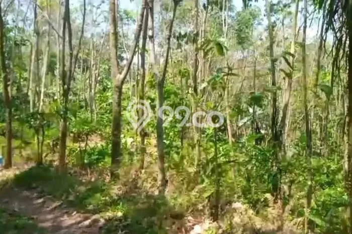 Tanah Dijual Lokasi Limbangan Kendal SHM Tanah Dijual Lokasi Limbangan Kendal SHM