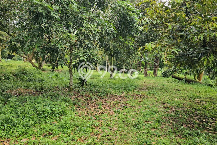 Jarang Ada! Tanah di Bogor Selatan Punya Luas 13000m2 SHM Jarang Ada! Tanah di Bogor Selatan Punya Luas 13000m2 SHM