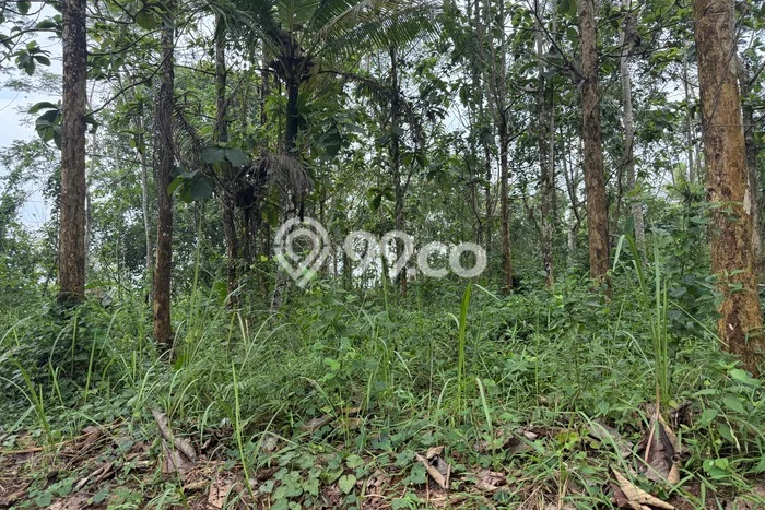 Tanah Dijual Lokasi Cisaga, Ciamis Luas 7276m2 Legalitas Aman Tanah Dijual Lokasi Cisaga, Ciamis Luas 7276m2 Legalitas Aman