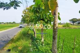 Kavling Tanah Dijual di Gatak Sukoharjo Spesifikasi 1159m2 Kavling Tanah Dijual di Gatak Sukoharjo Spesifikasi 1159m2