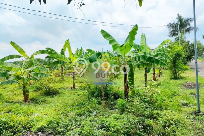 Tanah Dijual Lokasi Andong, Boyolali Luas 4784m2 Legalitas Aman Tanah Dijual Lokasi Andong, Boyolali Luas 4784m2 Legalitas Aman