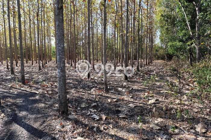 Tanah di Giriwoyo, Wonogiri Luas 6549m2 Dijual Segera Tanah di Giriwoyo, Wonogiri Luas 6549m2 Dijual Segera