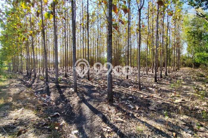 Tanah di Giriwoyo, Wonogiri Luas 6549m2 Dijual Segera Tanah di Giriwoyo, Wonogiri Luas 6549m2 Dijual Segera