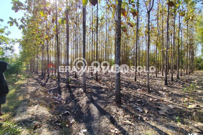 Tanah di Giriwoyo, Wonogiri Luas 6549m2 Dijual Segera Tanah di Giriwoyo, Wonogiri Luas 6549m2 Dijual Segera