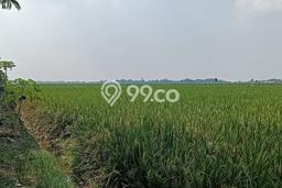 Kavling Tanah di Karawang Barat Dijual Luas 7000m2 Legalitas SHM Kavling Tanah di Karawang Barat Dijual Luas 7000m2 Legalitas SHM