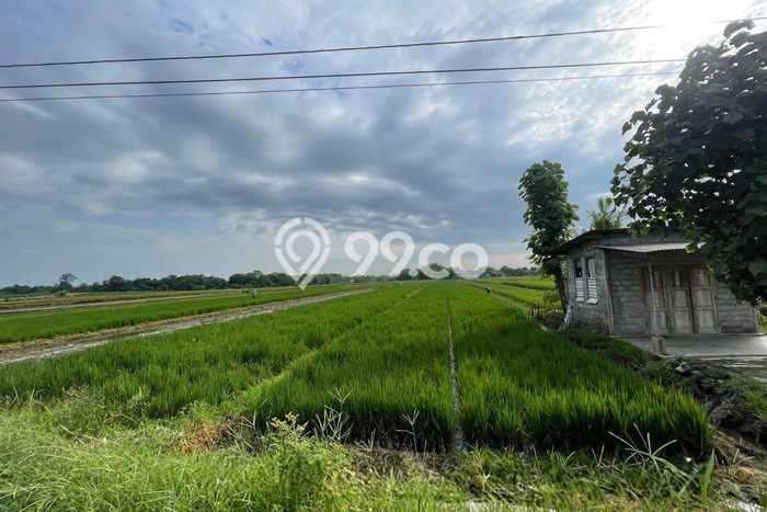 Tanah Dijual Lokasi Wonosari, Klaten Luas 1911m2 Legalitas Aman Tanah Dijual Lokasi Wonosari, Klaten Luas 1911m2 Legalitas Aman