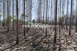 Tanah Kavling di Giriwoyo Dijual dengan Luas 10517m2 Tanah Kavling di Giriwoyo Dijual dengan Luas 10517m2
