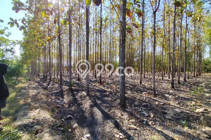 Tanah Kavling di Giriwoyo Dijual dengan Luas 6549m2 Tanah Kavling di Giriwoyo Dijual dengan Luas 6549m2
