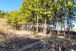 Tanah di Giriwoyo, Wonogiri Luas 9041m2 Dijual Segera Tanah di Giriwoyo, Wonogiri Luas 9041m2 Dijual Segera