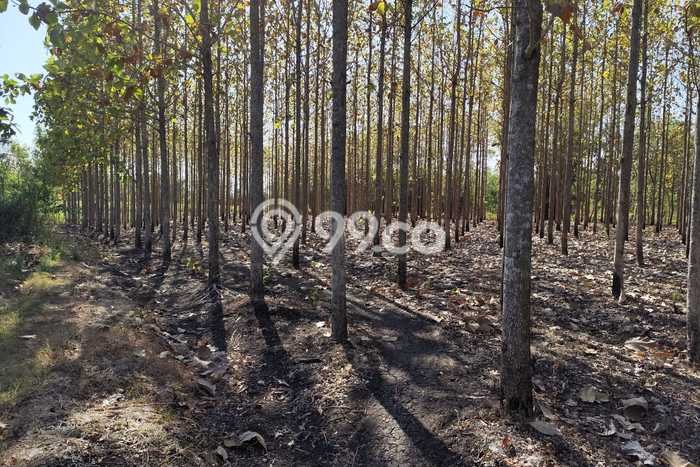 Tanah Kavling di Giriwoyo Dijual dengan Luas 6549m2 Tanah Kavling di Giriwoyo Dijual dengan Luas 6549m2