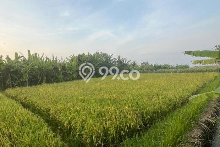 Dijual Tanah di Tabanan, Luas 1100m2 SHM Dijual Tanah di Tabanan, Luas 1100m2 SHM