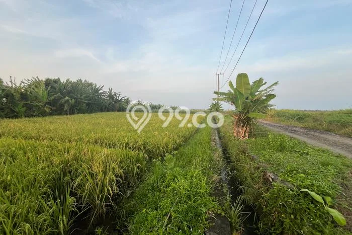 Dijual Tanah di Tabanan, Luas 1100m2 SHM Dijual Tanah di Tabanan, Luas 1100m2 SHM