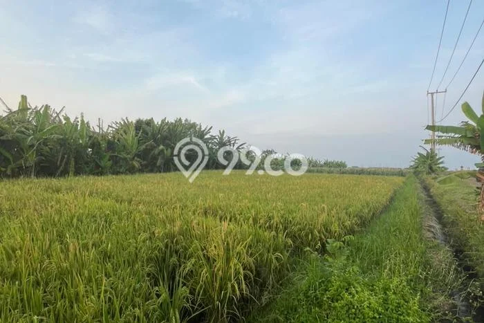 Dijual Tanah di Tabanan, Luas 1100m2 SHM Dijual Tanah di Tabanan, Luas 1100m2 SHM