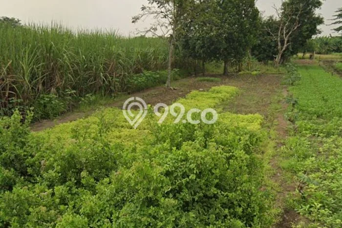 Lahan untuk Dijual di Sukodono Sidoarjo Luas 7767m2 Lahan untuk Dijual di Sukodono Sidoarjo Luas 7767m2