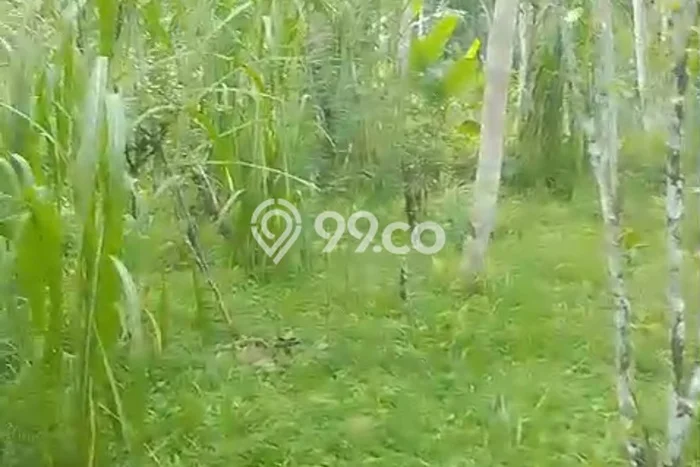 Kavling Tanah Dijual di Tampaksiring Gianyar Spesifikasi 3360m2 Kavling Tanah Dijual di Tampaksiring Gianyar Spesifikasi 3360m2