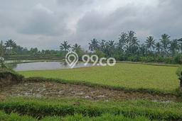 Kavling Tanah Dijual di Ubud Gianyar Spesifikasi 2900m2 Kavling Tanah Dijual di Ubud Gianyar Spesifikasi 2900m2