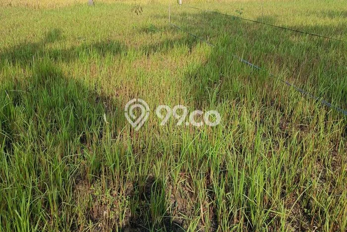 Lahan Dijual Lokasi Strategis di Gianyar dengan Luas 200m2 Lahan Dijual Lokasi Strategis di Gianyar dengan Luas 200m2