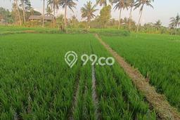 Tanah Kavling untuk Dijual di Ubud Gianyar 3000m2 Tanah Kavling untuk Dijual di Ubud Gianyar 3000m2