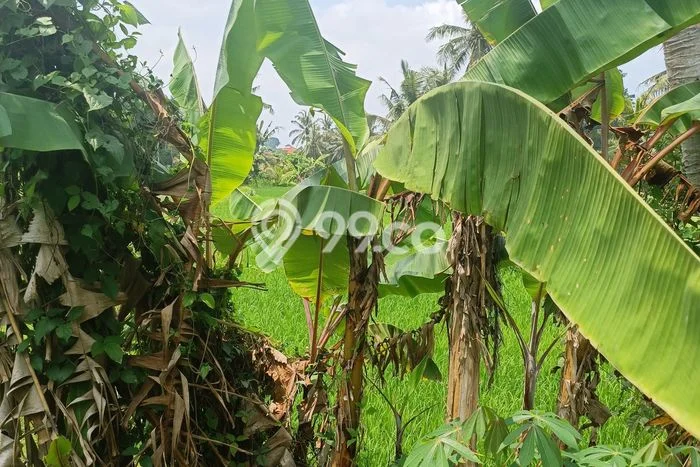 Tanah Kavling untuk Disewa di Ubud Gianyar 1800m2 Tanah Kavling untuk Disewa di Ubud Gianyar 1800m2
