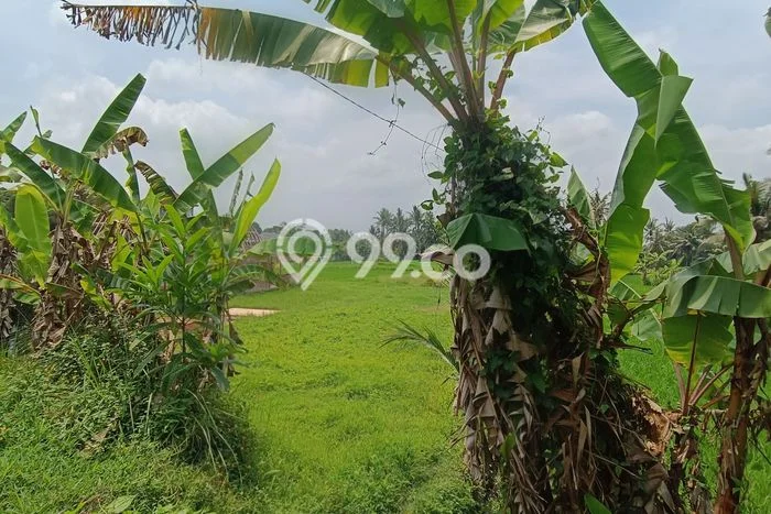 Tanah Kavling untuk Disewa di Ubud Gianyar 1800m2 Tanah Kavling untuk Disewa di Ubud Gianyar 1800m2
