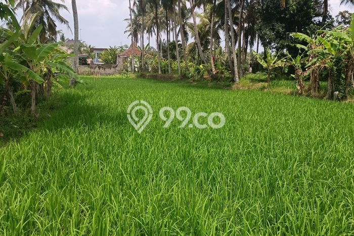 Tanah Kavling untuk Disewa di Ubud Gianyar 1800m2 Tanah Kavling untuk Disewa di Ubud Gianyar 1800m2