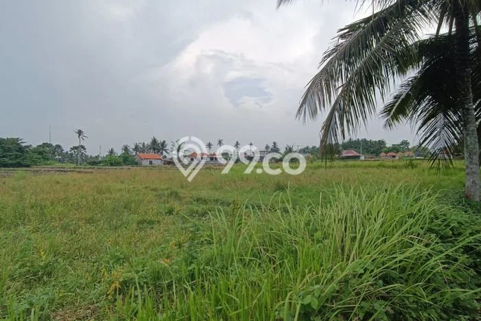 Tanah untuk Disewakan di Ubud Gianyar SHM Tanah untuk Disewakan di Ubud Gianyar SHM