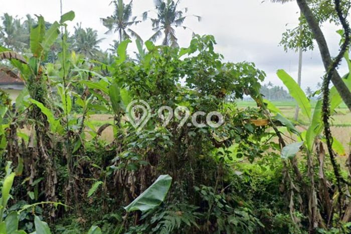 Tanah Disewakan di Ubud, Gianyar, Luas 900m2 SHM Tanah Disewakan di Ubud, Gianyar, Luas 900m2 SHM
