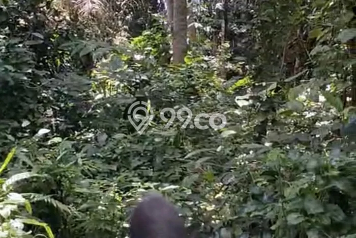 Tanah Kosong Disewakan di Ubud, Gianyar, Luas 2100m2 Tanah Kosong Disewakan di Ubud, Gianyar, Luas 2100m2