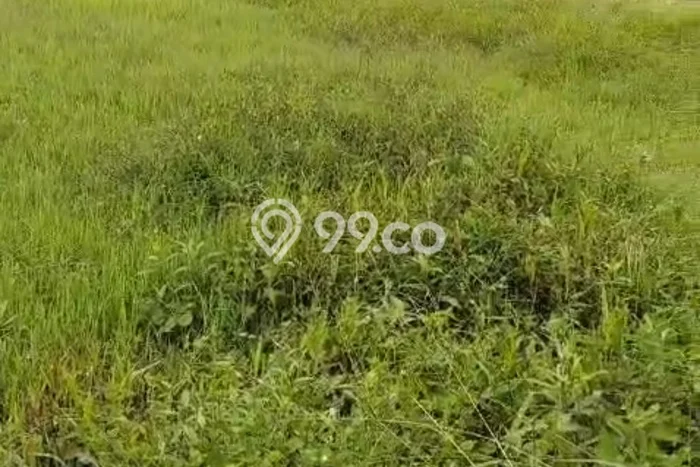 Tanah Kavling untuk Disewa di Ubud Gianyar 3300m2 Tanah Kavling untuk Disewa di Ubud Gianyar 3300m2