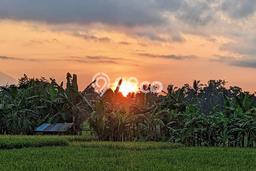 Tanah Dijual Lokasi Ubud, Gianyar dengan Luas Tanah 1300m2 dan Status SHM Tanah Dijual Lokasi Ubud, Gianyar dengan Luas Tanah 1300m2 dan Status SHM