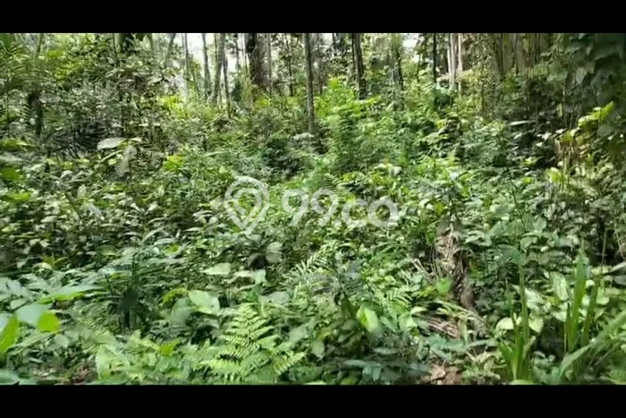 Kavling Tanah Disewakan di Ubud Gianyar Luas 3000m2 Strategis Kavling Tanah Disewakan di Ubud Gianyar Luas 3000m2 Strategis